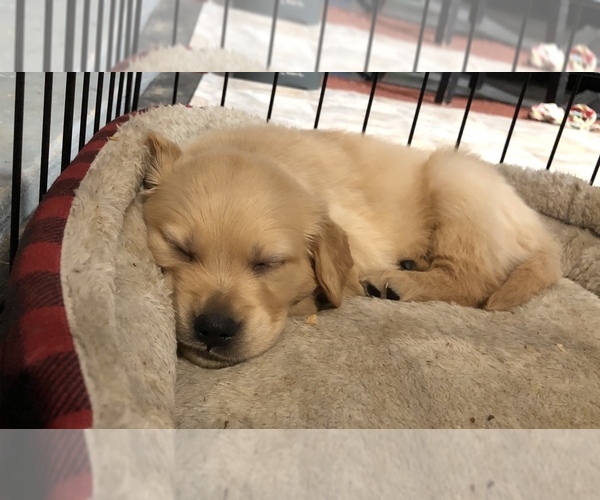 Medium Photo #10 Golden Retriever Puppy For Sale in CYPRESS, TX, USA