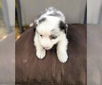 Small #2 Miniature Australian Shepherd