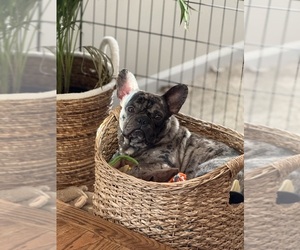 Father of the French Bulldog puppies born on 08/01/2025