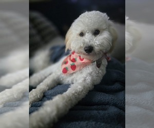 Goldendoodle (Miniature) Puppy for sale in PORT ORCHARD, WA, USA