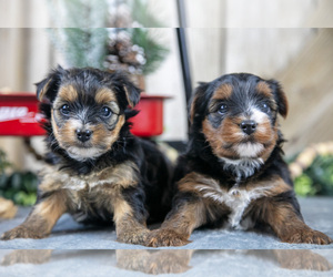 Yorkshire Terrier Litter for sale in GREENWICH, OH, USA