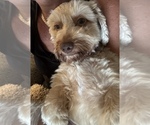 Small Photo #1 Dachshund Puppy For Sale in LA SALLE, IL, USA