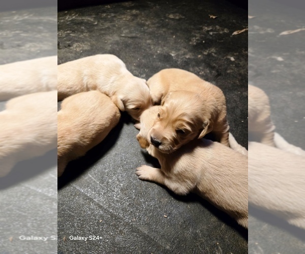 Medium Photo #4 Golden Retriever Puppy For Sale in LEON, KS, USA
