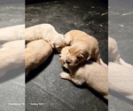 Small #3 Golden Retriever
