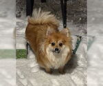 Small #4 Pomeranian
