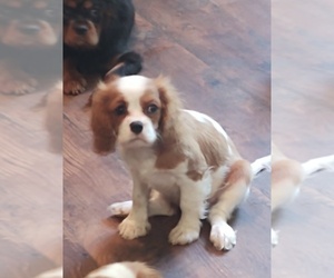 Cavalier King Charles Spaniel Puppy for sale in GIG HARBOR, WA, USA