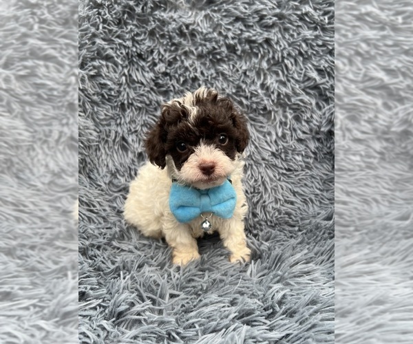 Medium Photo #1 Cavapoo Puppy For Sale in JEFFERSONVILLE, IN, USA