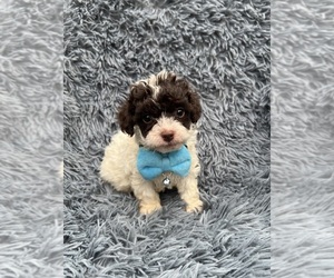 Cavapoo Puppy for sale in JEFFERSONVILLE, IN, USA