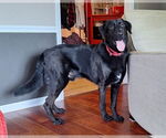 Small #8 Labrador Retriever Mix