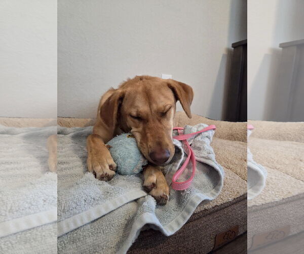 Medium Photo #4 Labrador Retriever-Unknown Mix Puppy For Sale in The Woodlands, TX, USA