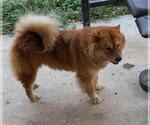 Small Chow Chow