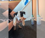 Small #3 Labrador Retriever