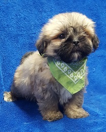 Medium Photo #10 Lhasa Apso Puppy For Sale in BUFFALO, MO, USA