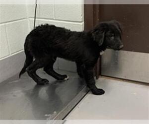 Labrador Retriever Dogs for adoption in Corpus Christi, TX, USA
