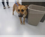 NORI - Female Black Mouth Cur Dog for Adoption - Small photo