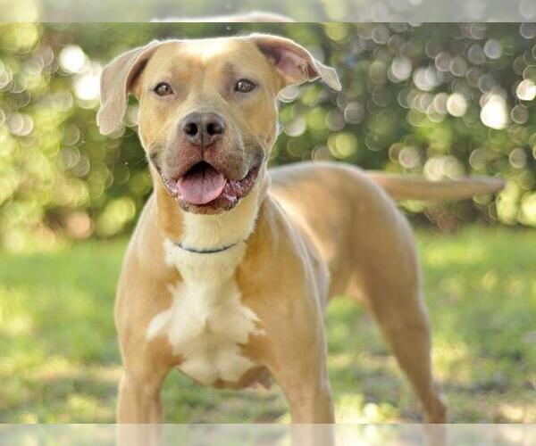 Medium Photo #1 Black Mouth Cur-Labrador Retriever Mix Puppy For Sale in Tavares, FL, USA