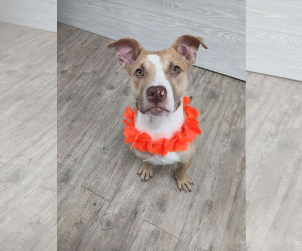 Medium Photo #10 Mutt Puppy For Sale in Murfreesboro, NC, USA