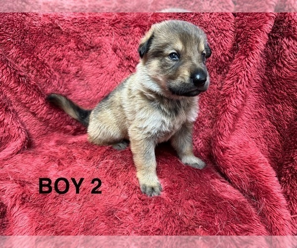 Medium Photo #6 German Shepherd Dog Puppy For Sale in WALDORF, MD, USA