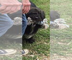 Small Photo #3 Bearded Collie-Unknown Mix Puppy For Sale in Rustburg, VA, USA