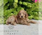 Small #3 Cavapoo