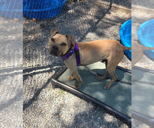 Medium Photo #2 American Staffordshire Terrier Puppy For Sale in Sayreville, NJ, NJ, USA