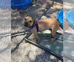 Small #1 American Staffordshire Terrier