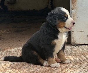 Bernese Mountain Dog Puppy for sale in HASKELL, OK, USA