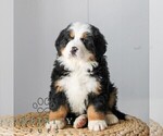 Small #2 Bernese Mountain Dog