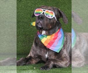 American Bulldog-Unknown Mix Dogs for adoption in Toronto, Ontario, Canada