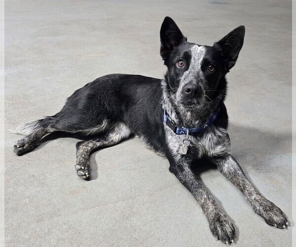 Medium Photo #3 Unknown-Whippet Mix Puppy For Sale in Genesee, WI, USA