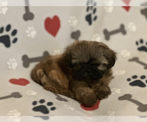 Medium Photo #12 Shih Tzu Puppy For Sale in LITHONIA, GA, USA