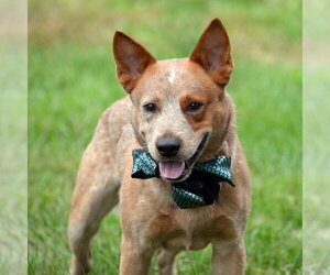 Meatball - Male Mutt Dog for Adoption - Photo #8