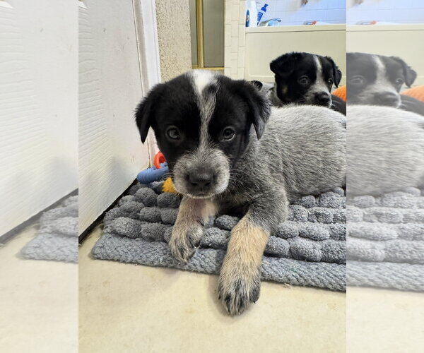 Medium Photo #4 Mutt Puppy For Sale in Sebec, ME, USA