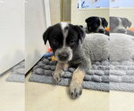 Small #3 Mutt