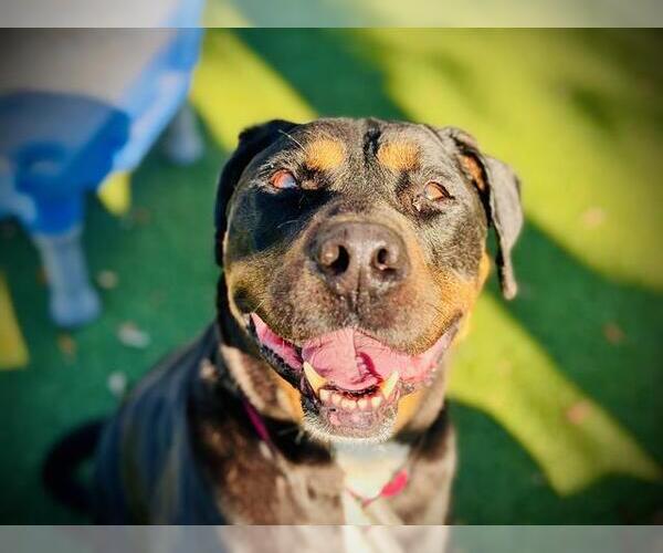 Medium Photo #2 Rottweiler-Unknown Mix Puppy For Sale in Orlando, FL, USA