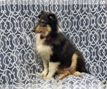 Small Photo #6 Collie Puppy For Sale in LAKELAND, FL, USA