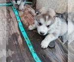 Puppy Puppy 4 Sold Alaskan Malamute