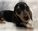 Small Photo #2 Dachshund Puppy For Sale in SELAH, WA, USA