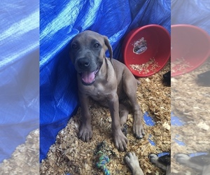 Cane Corso Puppy for sale in TYLER, TX, USA