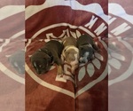 Puppy Puppy 1 American Bully