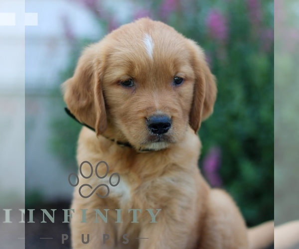 Medium Photo #2 Golden Retriever Puppy For Sale in LITITZ, PA, USA