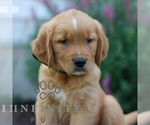 Small #1 Golden Retriever