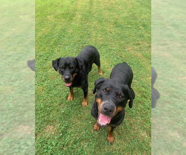 Medium Photo #5 Rottweiler-Unknown Mix Puppy For Sale in White Hall, AR, USA