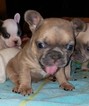 Small Photo #3 French Bulldog Puppy For Sale in AURORA, TX, USA