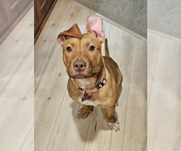 Medium Photo #2 American Pit Bull Terrier-Unknown Mix Puppy For Sale in Plymouth, MN, USA