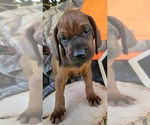 Small #1 Redbone Coonhound