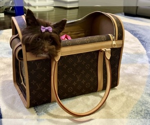 Yorkshire Terrier Puppy for sale in SCHERTZ, TX, USA