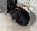 Small #3 Great Dane-Sheepadoodle Mix