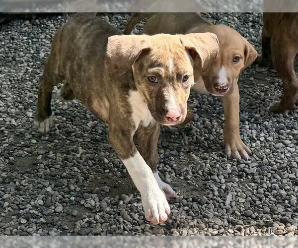 Medium Photo #1 Black Mouth Cur-Bulldog Mix Puppy For Sale in Ames, IA, USA