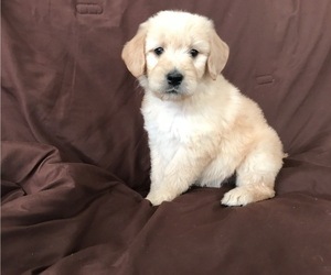 Golden Retriever Puppy for Sale in PARKER, Colorado USA
